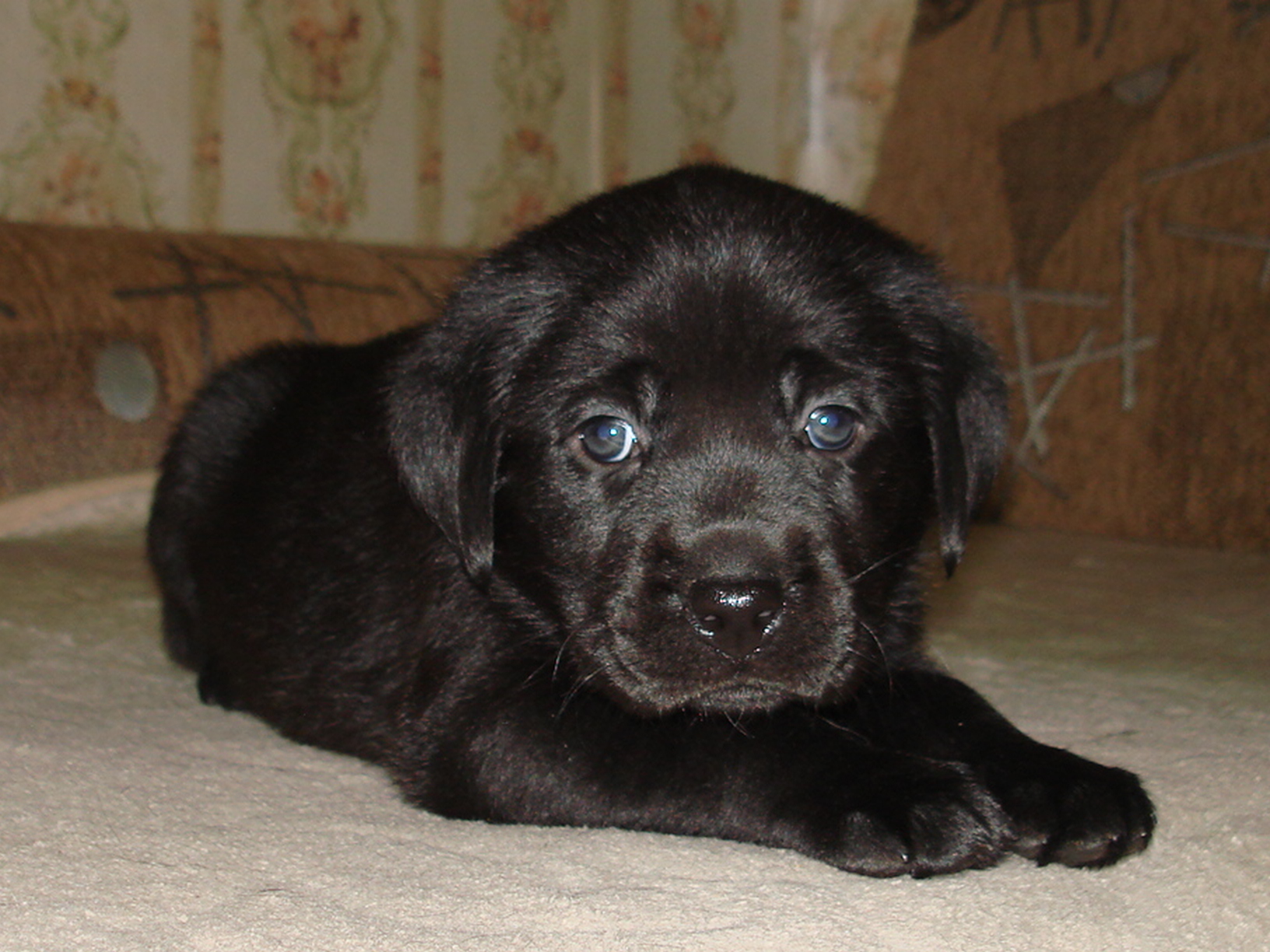 Лабрадор щенок черный 1 месяц